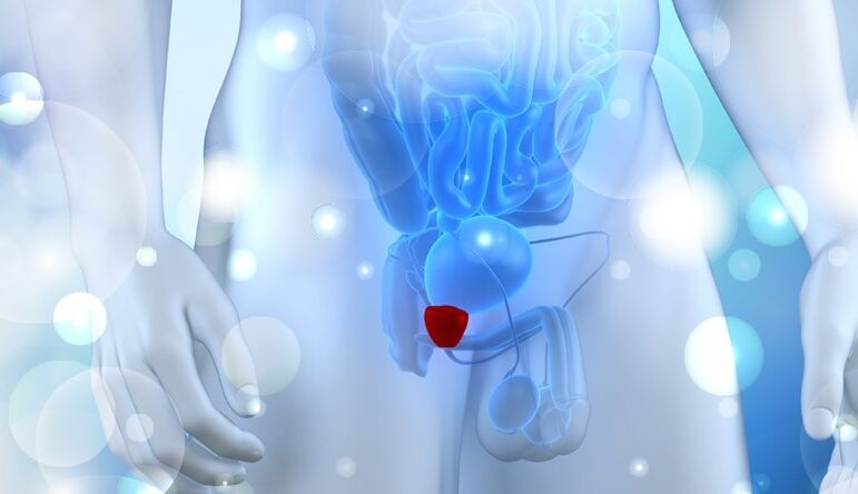 Bladder in men