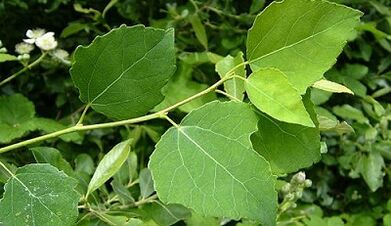 Aspen for the treatment of chronic prostatitis